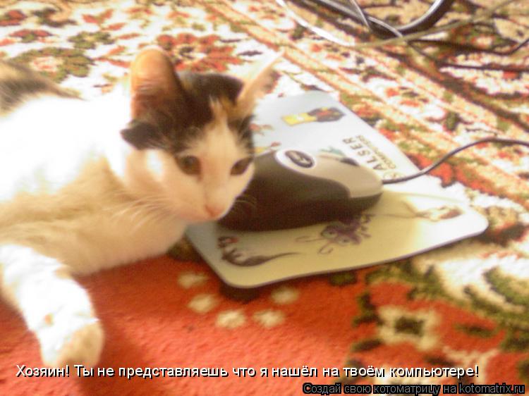 Котоматрица: Хозяин! Ты не представляешь что я нашёл на твоём компьютере!