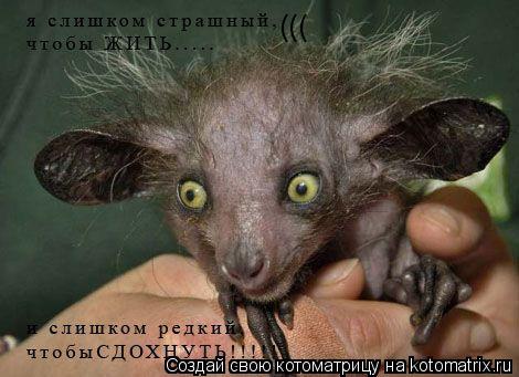(((... Котоматрица: (((