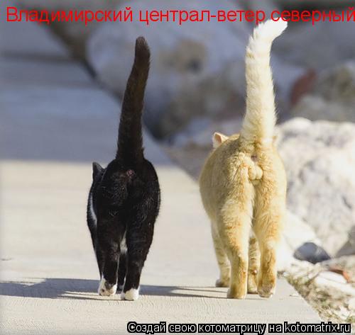 Владимирский централ-ветер северный... Котоматрица: Владимирский централ-ветер северный