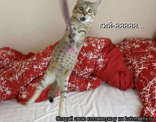 кий-яяяяя...... Котоматрица: кий-яяяяя...