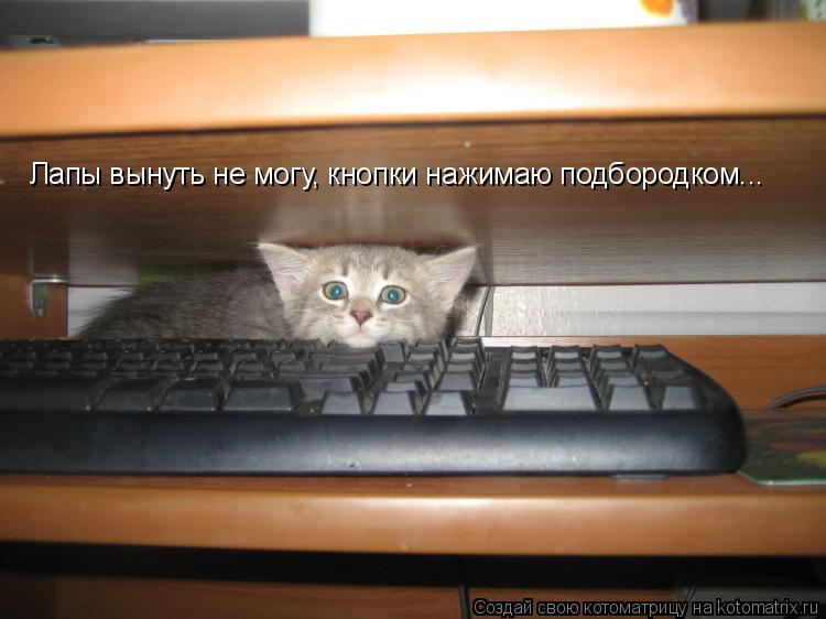 Котоматрица: Лапы вынуть не могу, кнопки нажимаю подбородком...