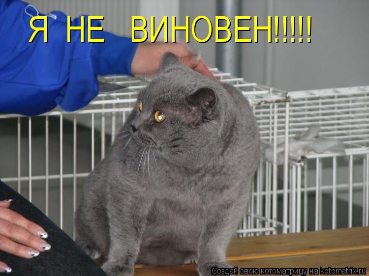 Я НЕ ВИНОВЕН!!!!!... Котоматрица: Я НЕ ВИНОВЕН!!!!!