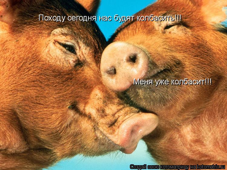 Котоматрица: Походу сегодня нас будят колбасить!!! Меня уже колбасит!!!