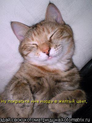 Ну покрасьте мне морду в желтый цвет,... Котоматрица: Ну покрасьте мне морду в желтый цвет,