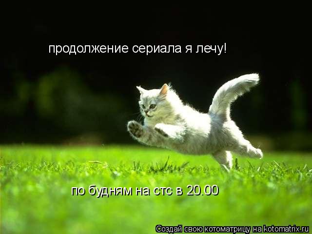продолжение сериала я лечу! по будням на стс в 20.00... Котоматрица: продолжение сериала я лечу! по будням на стс в 20.00