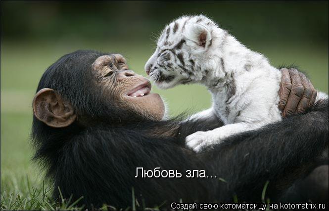 Любовь зла...... Котоматрица: Любовь зла...