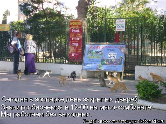 Сегодня в зоопарке,день закрытых дверей. Значит,собираемся в 12-00 на мясо-комбинате! Мы работаем без... Котоматрица: Сегодня в зоопарке,день закрытых дверей. Значит,собираемся в 12-00 на мясо-комбинате! Мы работаем без выходных.