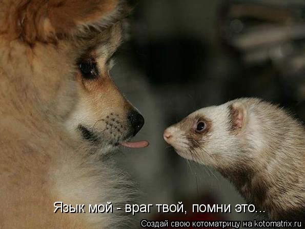 Язык мой - враг твой, помни это...... Котоматрица: Язык мой - враг твой, помни это...
