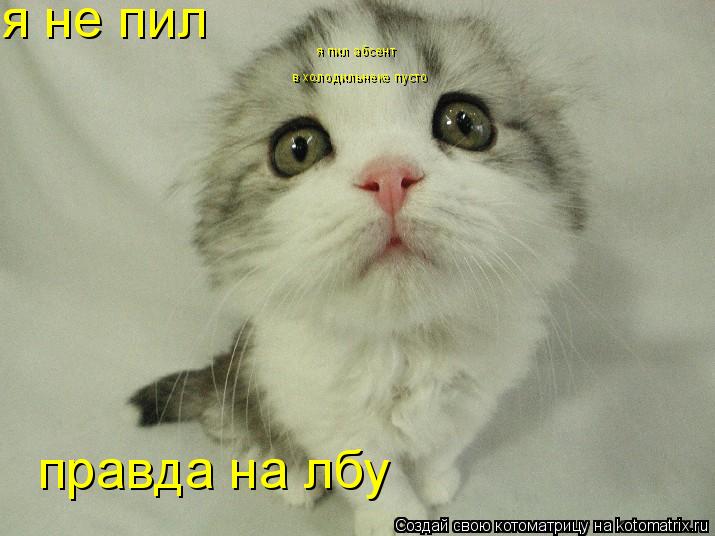 я не пил правда на лбу я пил абсент в холодильнеке пусто... Котоматрица: я не пил правда на лбу я пил абсент в холодильнеке пусто