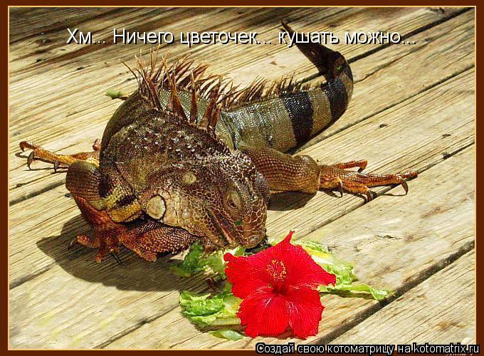 Хм... Ничего цветочек... кушать можно...... Котоматрица: Хм... Ничего цветочек... кушать можно...