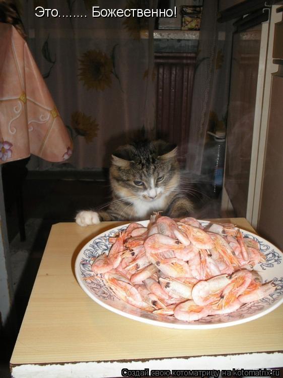 Это........ Божественно!... Котоматрица: Это........ Божественно!