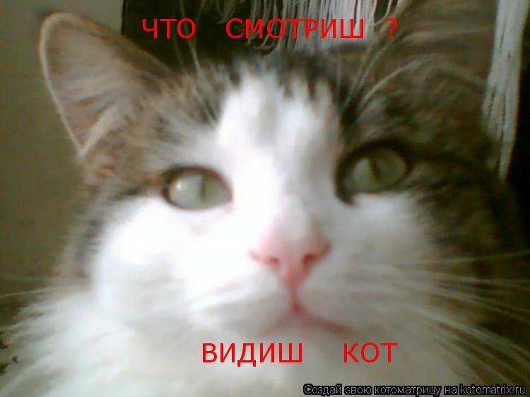 ЧТО СМОТРИШ ? ВИДИШ КОТ... Котоматрица: ЧТО СМОТРИШ ? ВИДИШ КОТ