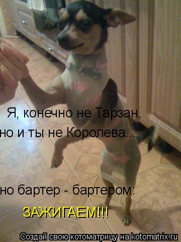 Я, конечно не Тарзан, но и ты не Королева... но бартер - бартером: ЗАЖИГАЕМ!!!... Котоматрица: Я, конечно не Тарзан, но и ты не Королева... но бартер - бартером: ЗАЖИГАЕМ!!!