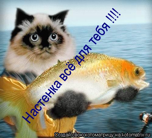 Котоматрица: Настенка всё для тебя !!!!