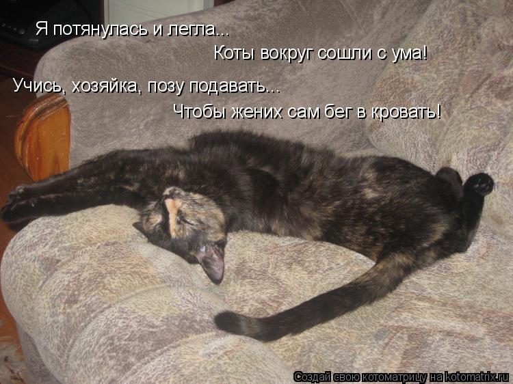 Я потянулась и легла... Коты вокруг сошли с ума! Учись, хозяйка, позу подавать... Учись, хозяйка, поз... Котоматрица: Я потянулась и легла... Коты вокруг сошли с ума! Учись, хозяйка, позу подавать... Учись, хозяйка, позу подавать... Чтобы жених сам бег в кровать!