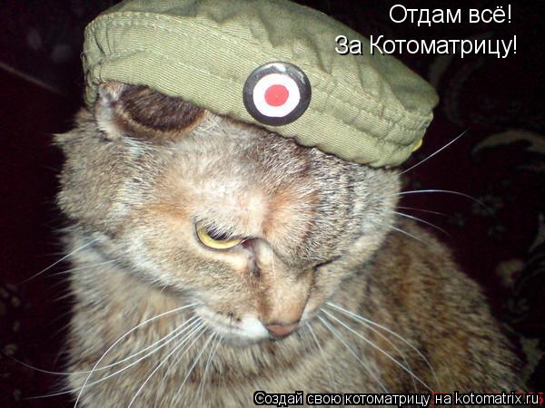 Отдам всё! За Котоматрицу!... Котоматрица: Отдам всё! За Котоматрицу!