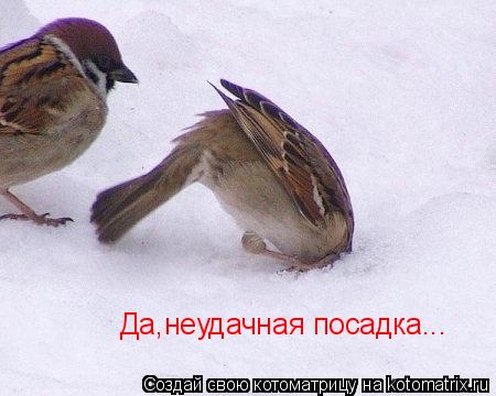 Котоматрица: Да,неудачная посадка...