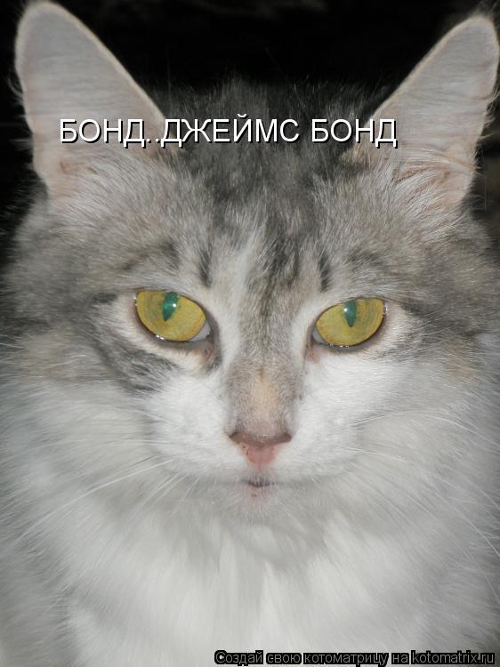 БОНД..ДЖЕЙМС БОНД... Котоматрица: БОНД..ДЖЕЙМС БОНД