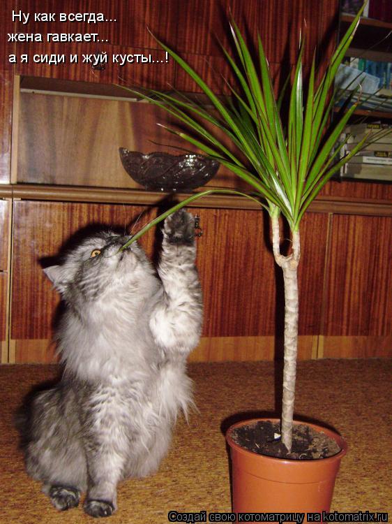 Котоматрица: Ну как всегда... жена гавкает... а я сиди и жуй кусты...!