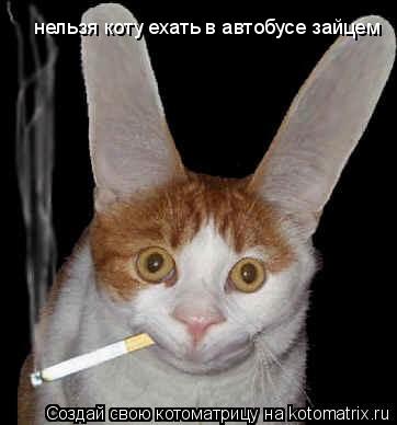 нельзя коту ехать в автобусе зайцем... Котоматрица: нельзя коту ехать в автобусе зайцем