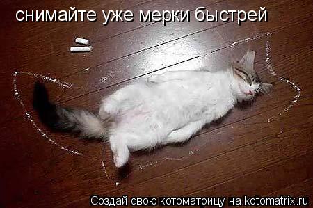 Котоматрица: снимайте уже мерки быстрей