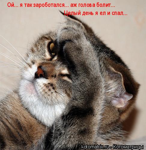 Котоматрица: Ой... я так зароботался... аж голова болит... Целый день я ел и спал...
