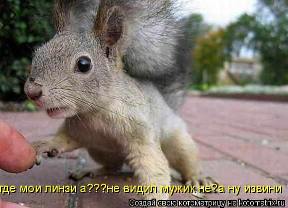 Котоматрица: где мои линзи а???не видил мужик не?а ну извини