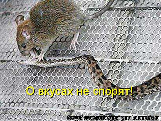 О вкусах не спорят!... Котоматрица: О вкусах не спорят!