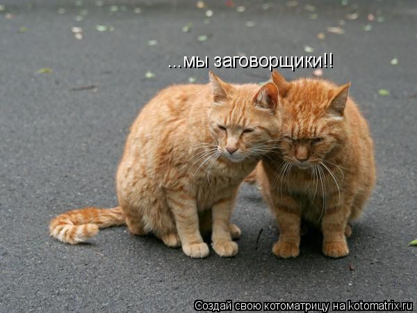 ...мы заговорщики!!... Котоматрица: ...мы заговорщики!!