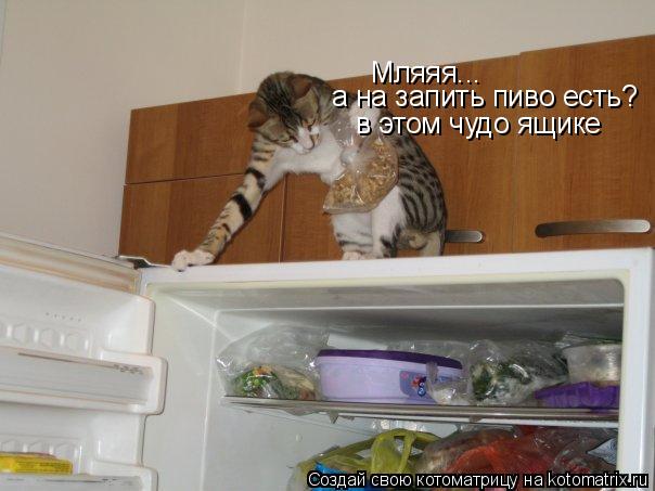 Мляяя... а на запить пиво есть? в этом чудо ящике... Котоматрица: Мляяя... а на запить пиво есть? в этом чудо ящике