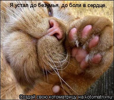 Я устал до безумья, до боли в сердце,... Котоматрица: Я устал до безумья, до боли в сердце,