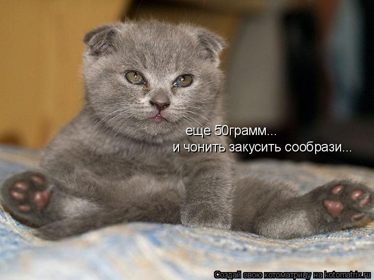 еще 50грамм... и чонить закусить сообрази...... Котоматрица: еще 50грамм... и чонить закусить сообрази...