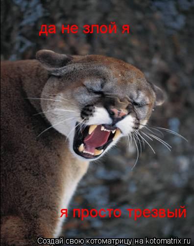 да не злой я я просто трезвый... Котоматрица: да не злой я я просто трезвый