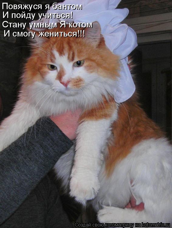 Повяжуся я бантом И пойду учиться! Стану умным Я котом И смогу жениться!!!... Котоматрица: Повяжуся я бантом И пойду учиться! Стану умным Я котом И смогу жениться!!!