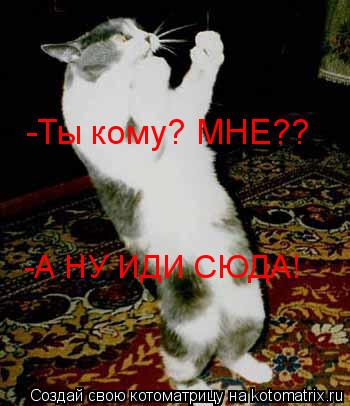Котоматрица: -Ты кому? МНЕ??  -А НУ ИДИ СЮДА!
