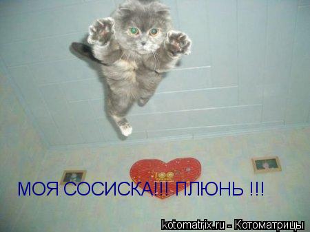 МОЯ СОСИСКА!!! ПЛЮНЬ !!!... Котоматрица: МОЯ СОСИСКА!!! ПЛЮНЬ !!!