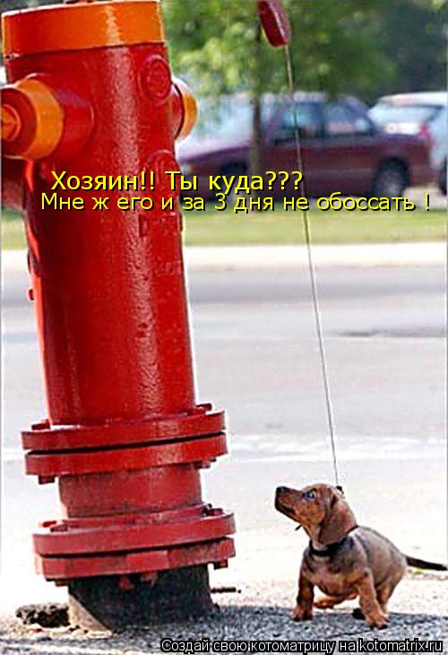 Хозяин!! Ты куда??? Мне ж его и за 3 дня не обоссать !... Котоматрица: Хозяин!! Ты куда??? Мне ж его и за 3 дня не обоссать !