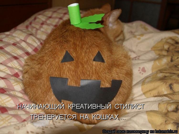 Котоматрица: НАЧИНАЮЩИЙ  КРЕАТИВНЫЙ  СТИЛИСТ ТРЕНЕРУЕТСЯ  НА  КОШКАХ....