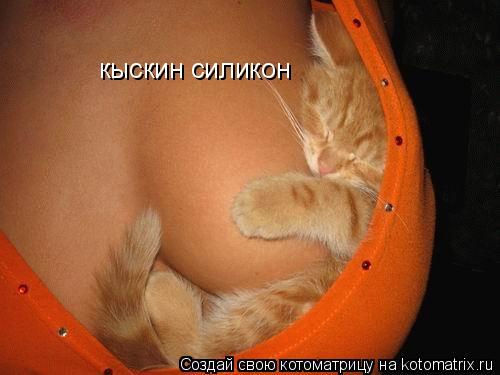 кыскин силикон... Котоматрица: кыскин силикон