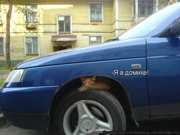 Котоматрица: -Я в домике!