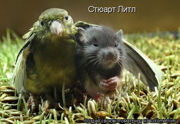 Стюарт Литл... Котоматрица: Стюарт Литл