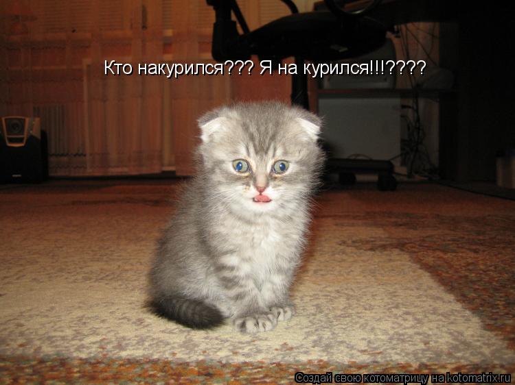 Кто накурился??? Я на курился!!!????... Котоматрица: Кто накурился??? Я на курился!!!????