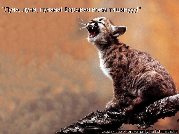"Луна, луна, лунааа! Взрывая воем тишинууу!"... Котоматрица: "Луна, луна, лунааа! Взрывая воем тишинууу!"