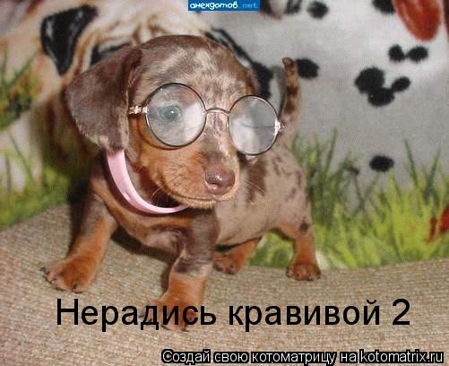 Нерадись кравивой 2... Котоматрица: Нерадись кравивой 2
