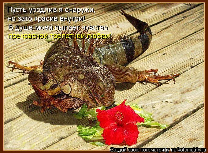 Пусть уродлив я снаружи, но зато красив внутри! В душе моей пылает чувство прекрасной трепетной люб... Котоматрица: Пусть уродлив я снаружи, но зато красив внутри! В душе моей пылает чувство прекрасной трепетной любви!