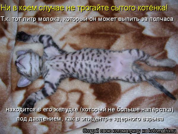 Котоматрица: Ни в коем случае не трогайте сытого котёнка! находится в его желудке (который не больше напёрстка) под давлением, как в эпицентре ядерного в