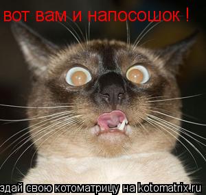 Котоматрица: вот вам и напосошок !