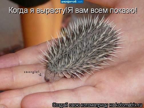 Когда я вырасту!Я вам всем показю!... Котоматрица: Когда я вырасту!Я вам всем показю!