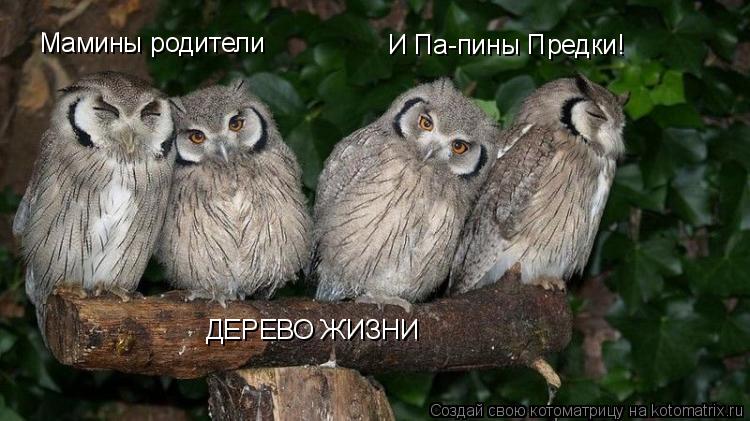 ДЕРЕВО ЖИЗНИ Мамины родители И Па-пины Предки!... Котоматрица: ДЕРЕВО ЖИЗНИ Мамины родители И Па-пины Предки!