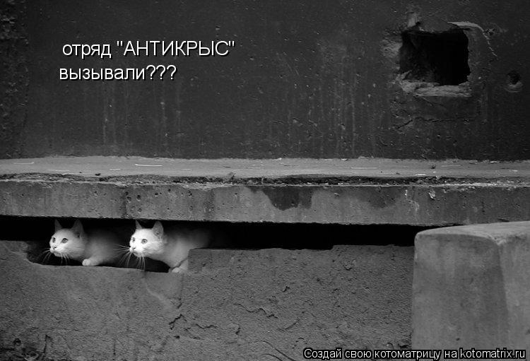 отряд "АНТИКРЫС" вызывали???... Котоматрица: отряд "АНТИКРЫС" вызывали???